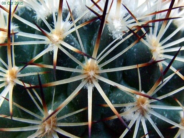 Turbinicarpus _mandragora_ ssp.beguinii _03